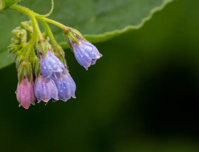 My experience with comfrey